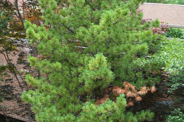 Pinus cembra - Overall Habit