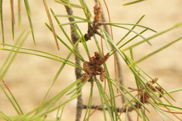 Pinus densiflora - Male Cones