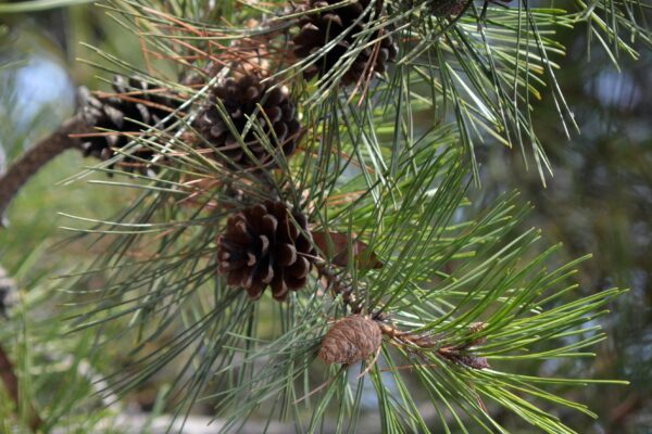 Pinus densiflora - Cones