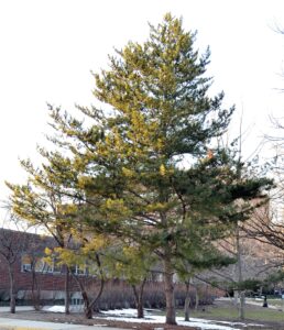 Pinus densiflora - Overall Tree Form