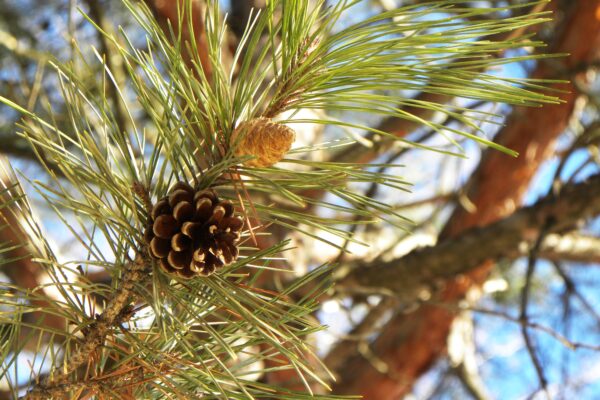 Pinus densiflora - Needles & Cones