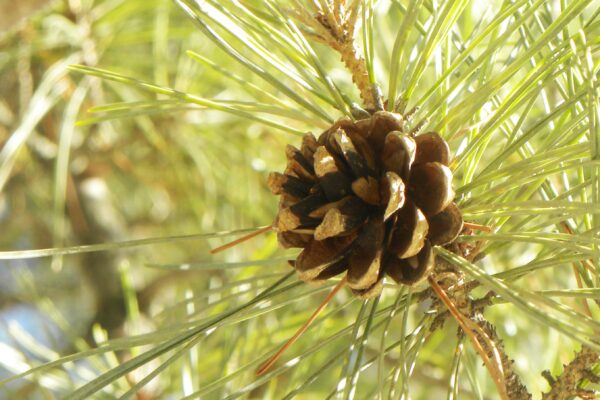 Pinus densiflora - Cone & Needles