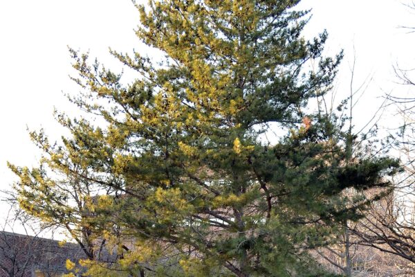 Pinus densiflora - Overall Tree Form