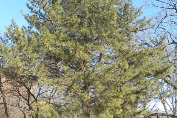 Pinus densiflora - Winter Habit