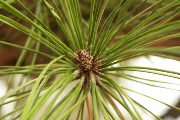 Pinus densiflora - Needles and Buds