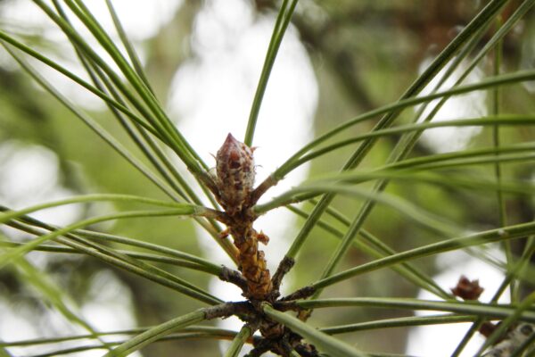 Pinus densiflora - Buds