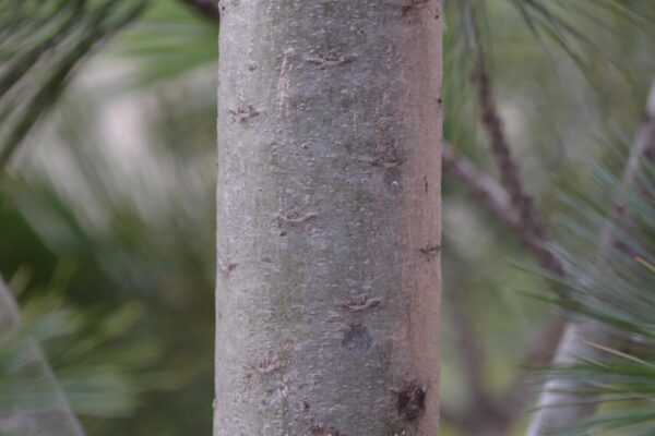Pinus flexilis - Bark