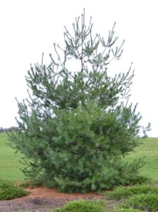 Pinus flexilis - Overall Tree