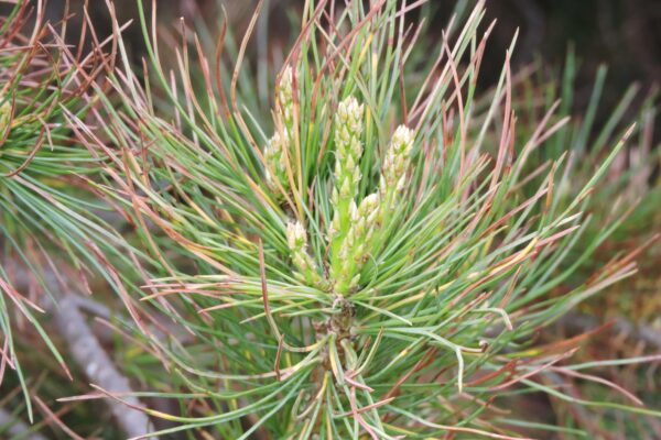 Pinus flexilis - New Growth