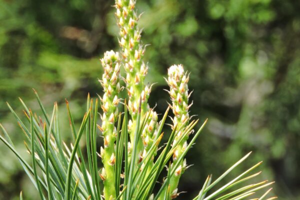 Pinus flexilis - New Growth