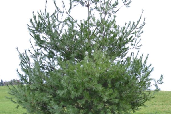 Pinus flexilis - Overall Tree