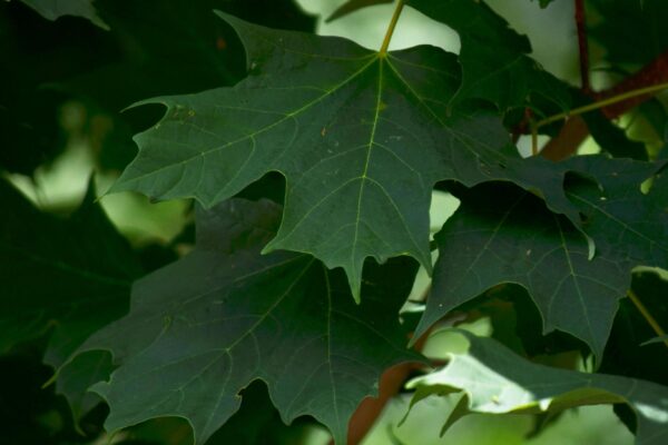 Acer saccharum ′Green Mountain′ - Leaves
