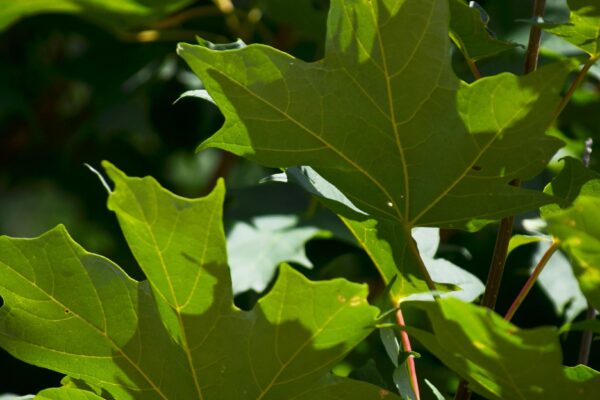 Acer saccharum ′Green Mountain′ - Leaves