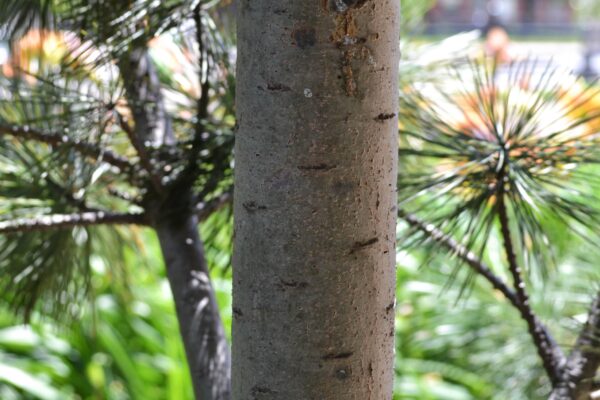 Pinus flexilis ′Vanderwolf’s Pyramid′ - Bark