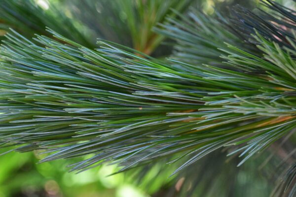 Pinus flexilis ′Vanderwolf’s Pyramid′ - Needles