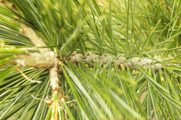 Pinus flexilis ′Vanderwolf’s Pyramid′ - Bark and Foliage