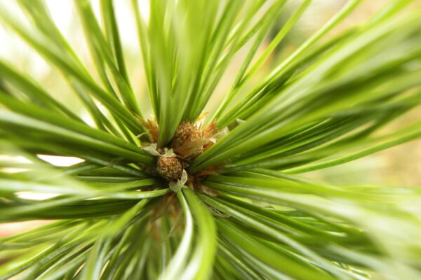 Pinus flexilis ′Vanderwolf’s Pyramid′ - Buds