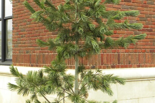 Pinus flexilis ′Vanderwolf’s Pyramid′ - Winter Habit
