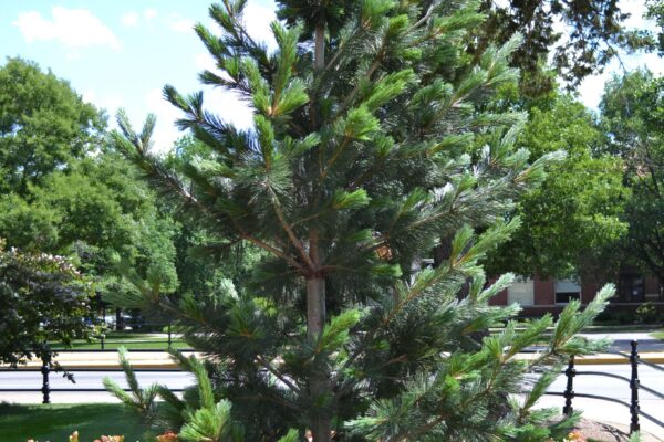 Pinus flexilis ′Vanderwolf’s Pyramid′ - Overall Habit