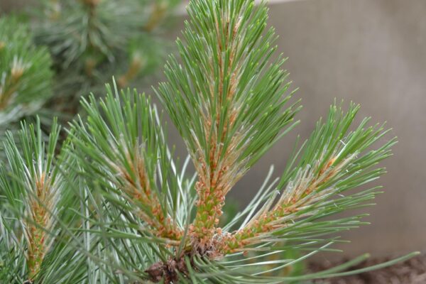 Pinus mugo - Needles
