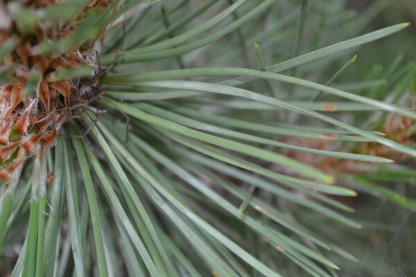 Pinus mugo - Needle Close Up