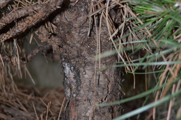 Pinus mugo - Bark
