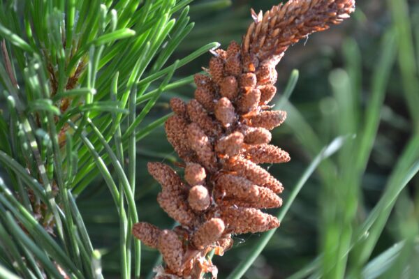 Pinus mugo - Male (Pollen) Cone