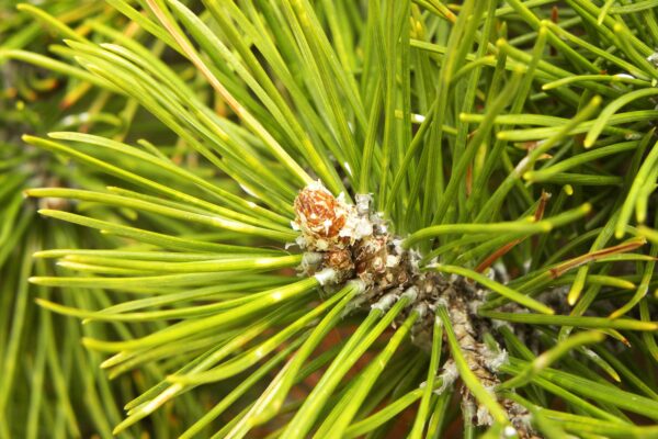 Pinus mugo - Needles and Buds