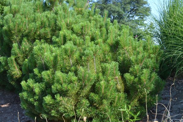 Pinus mugo - Shrub Habit