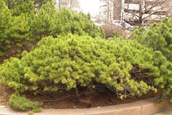 Pinus mugo - Winter Habit