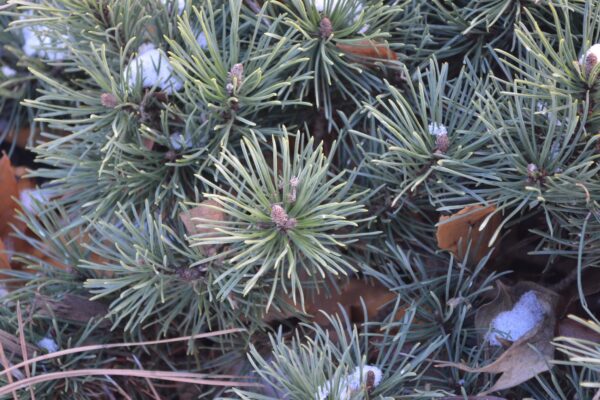 Pinus mugo ′Valley Cushion′ - Foliage