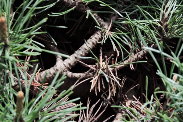 Pinus mugo ′Valley Cushion′ - Bark