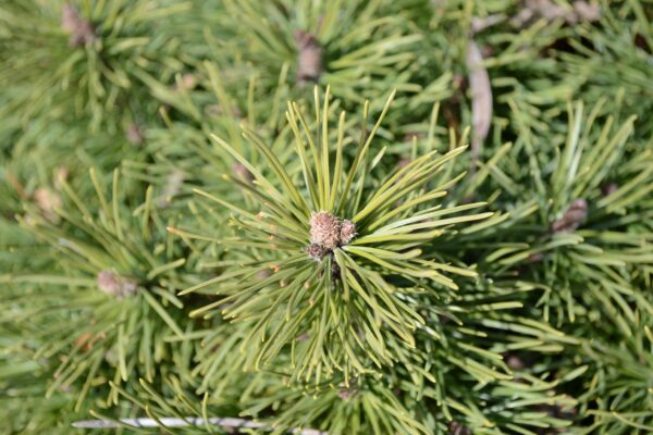 Pinus mugo ′Valley Cushion′ - Foliage and Buds