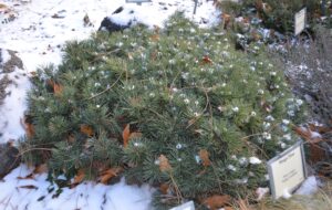 Pinus mugo ′Valley Cushion′ - Habit