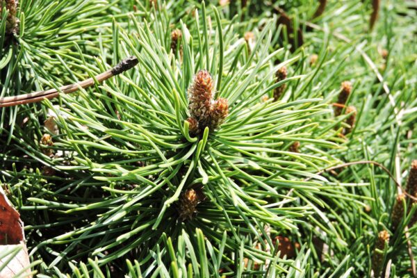 Pinus mugo ′Valley Cushion′ - Foliage and Buds