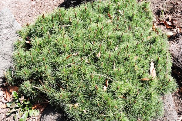 Pinus mugo ′Valley Cushion′ - Habit