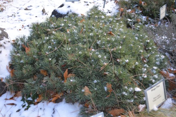 Pinus mugo ′Valley Cushion′ - Habit