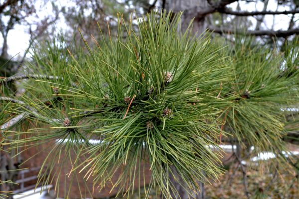Pinus nigra - Foliage