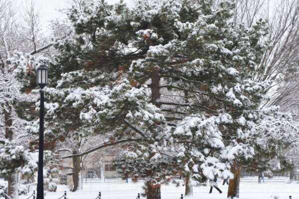 Pinus nigra - Winter Interest