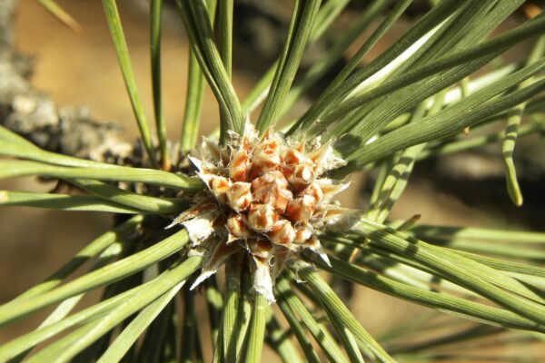 Pinus nigra - Buds