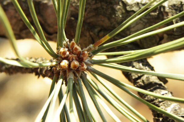 Pinus nigra - Needles & Buds