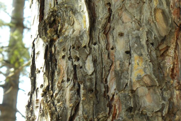 Pinus nigra - Bark with Insect Damage