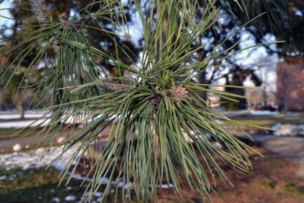 Pinus nigra - Needles and Bud