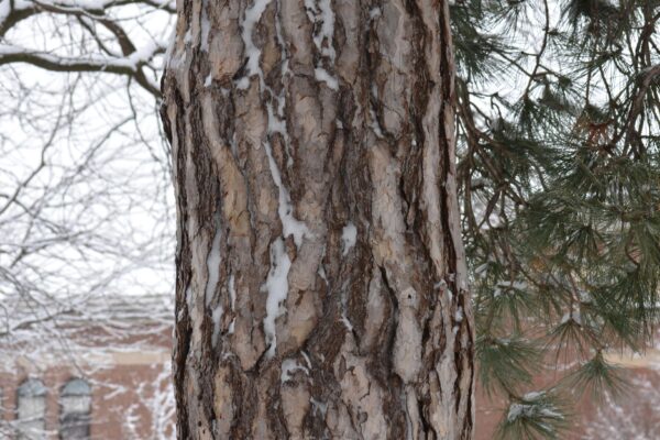 Pinus nigra - Bark