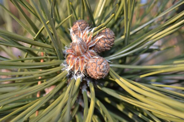 Pinus nigra - Bud and Developing Female Cones