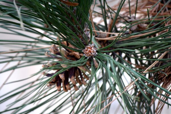 Pinus nigra - Mature Female Cone and Bud