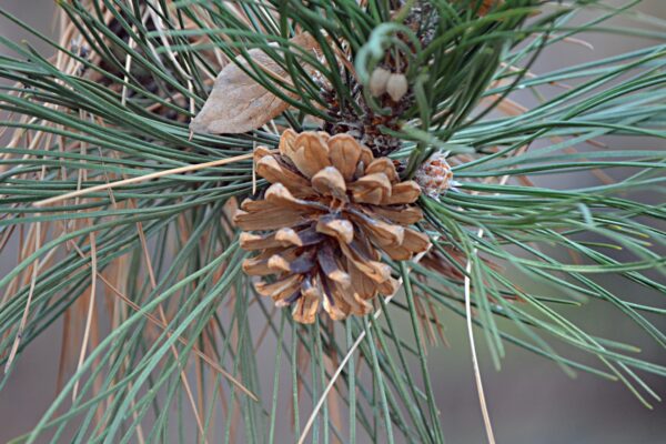 Pinus nigra - Female Cone
