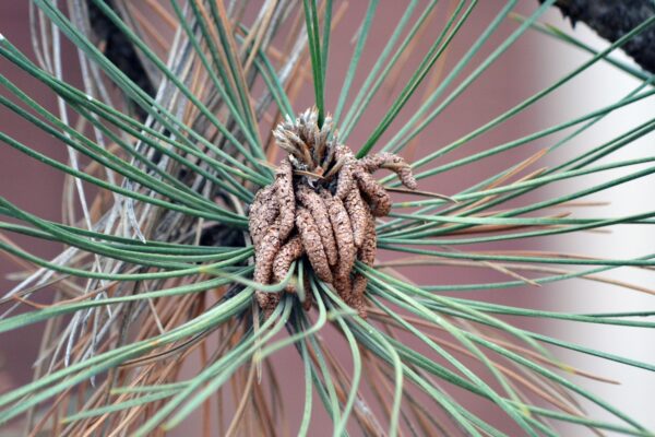 Pinus nigra - Male Cone