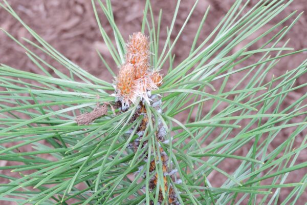 Pinus nigra ′Hornibrookiana′ - Foliage and Buds