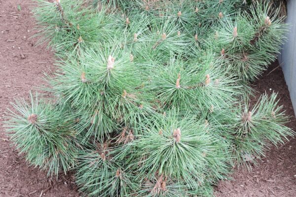 Pinus nigra ′Hornibrookiana′ - Habit